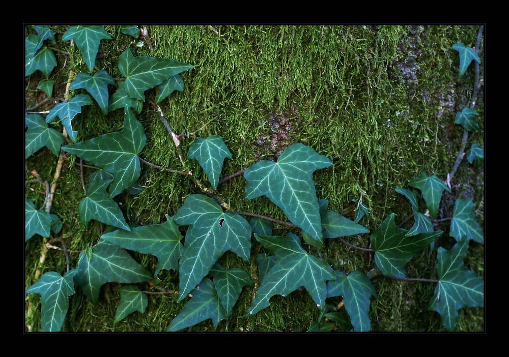 green over green