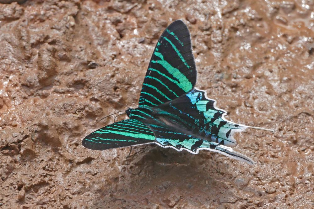 Green Page Moth