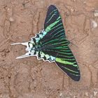 Green Page Moth, 