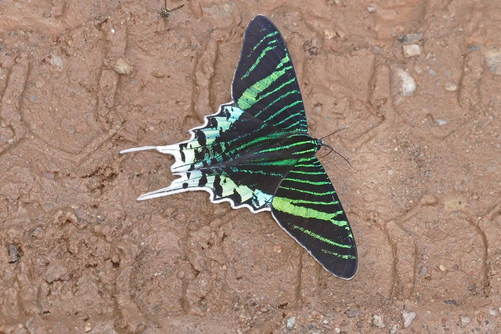 Green Page Moth, 