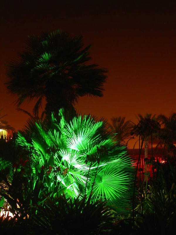 Green Palm