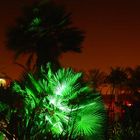 Green Palm