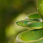 Green Palm Pit Viper