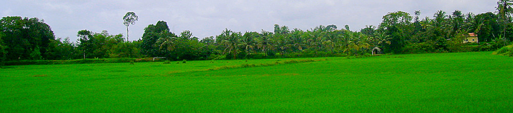 Green Panorama