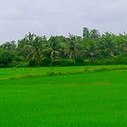 Green Panorama