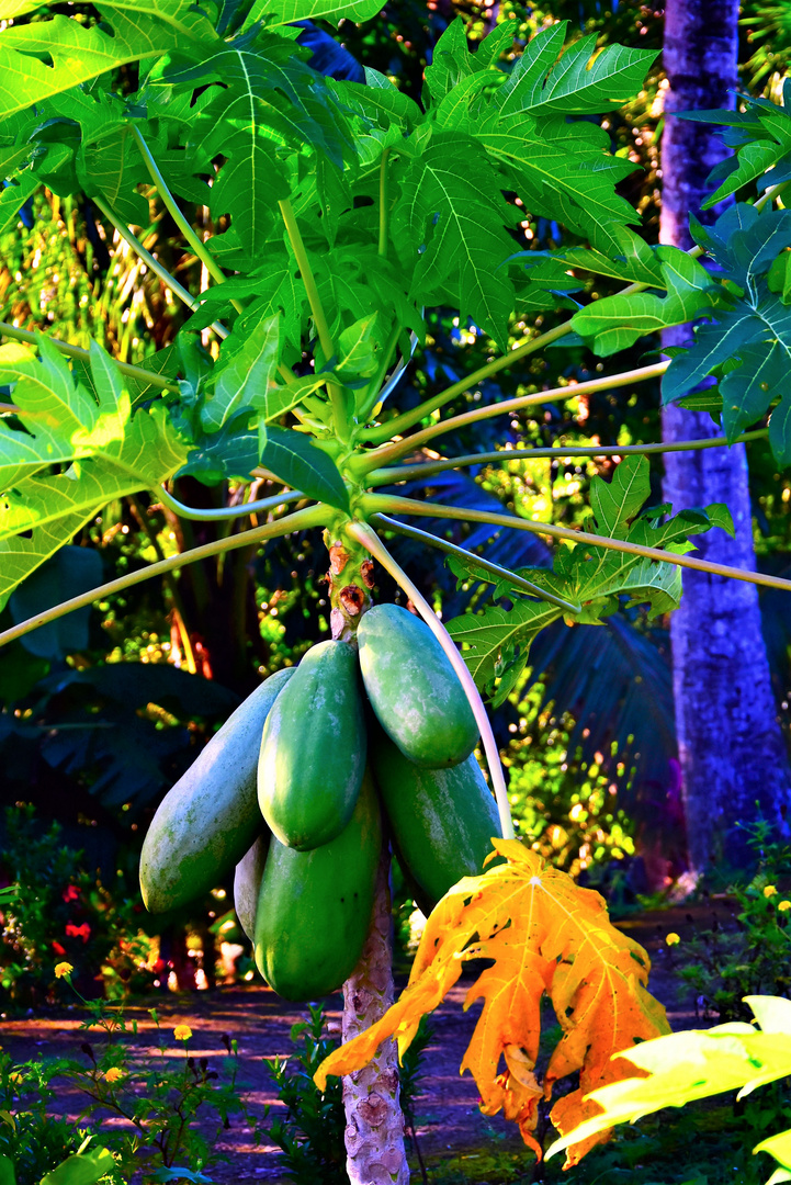 Green papayas