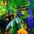 Green papayas