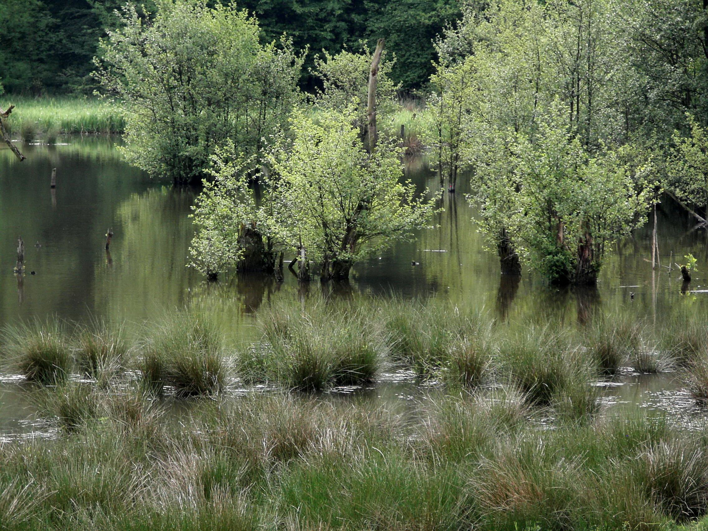 Green Paradise - Fortsetzung