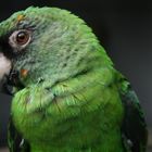 green parot