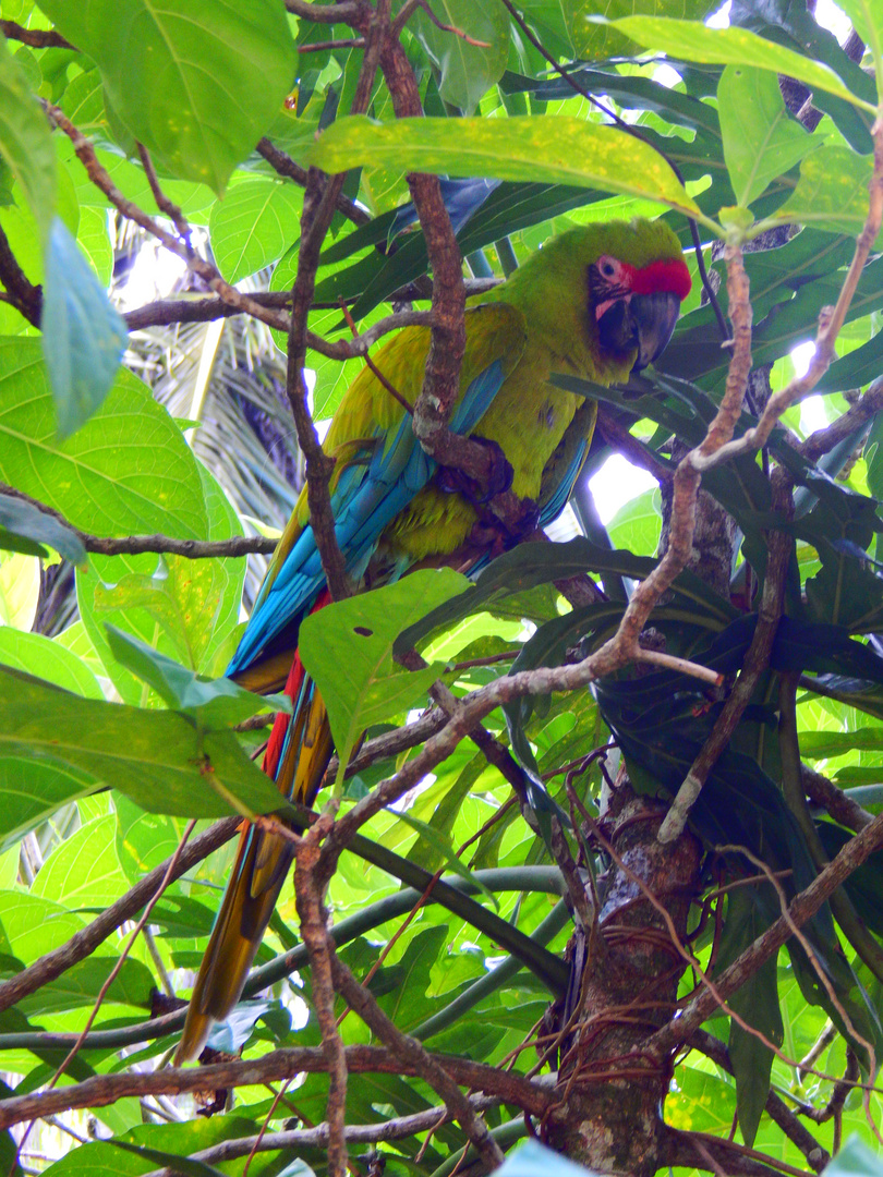 Green parrot