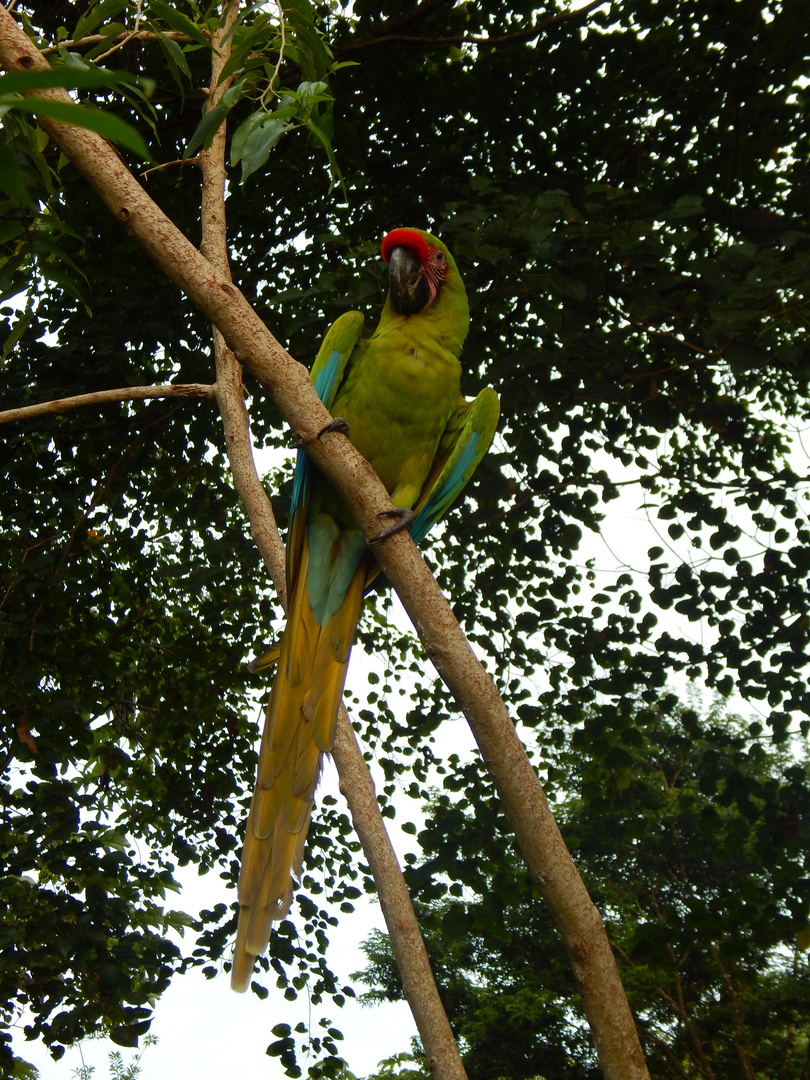 Green Parrot -2