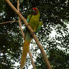 Green Parrot -2