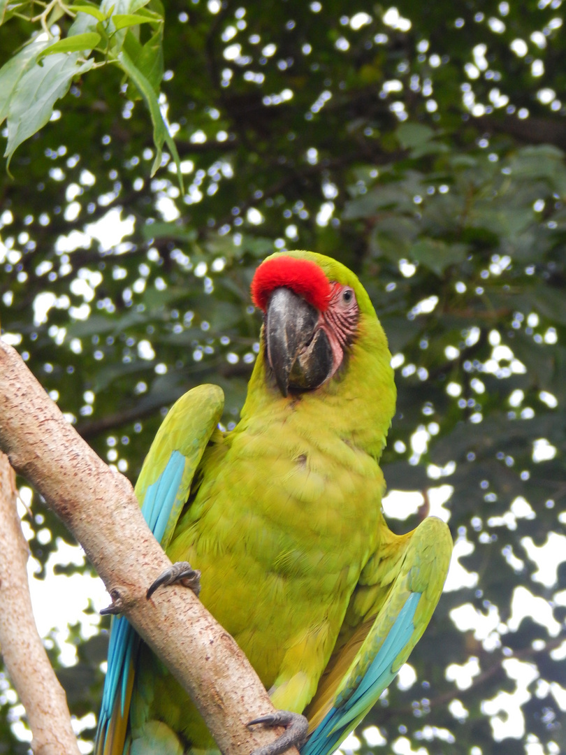 Green Parrot -3