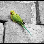 Green Parrot