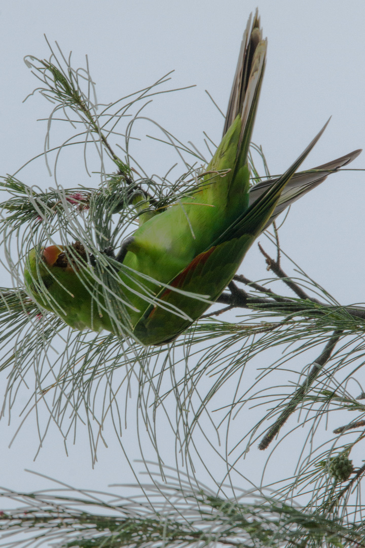 Green Parrot