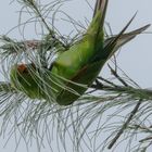 Green Parrot