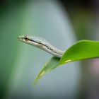  Green Parrot Snake, Costa Rica