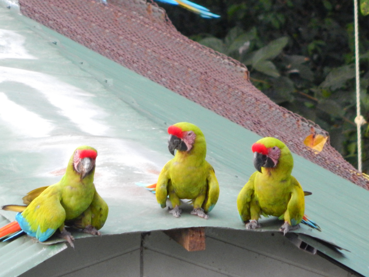 Green parrots