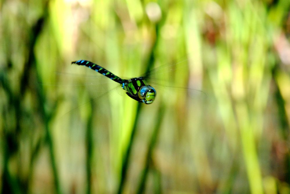 ~ Green Patrol ~ (Aeshna cyanea, m)