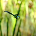 ~ Green Patrol ~ (Aeshna cyanea, m)