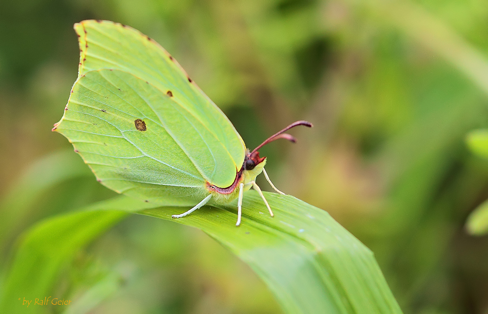 Green Peace