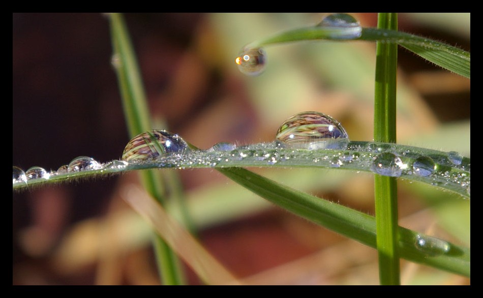 Green-Pearls