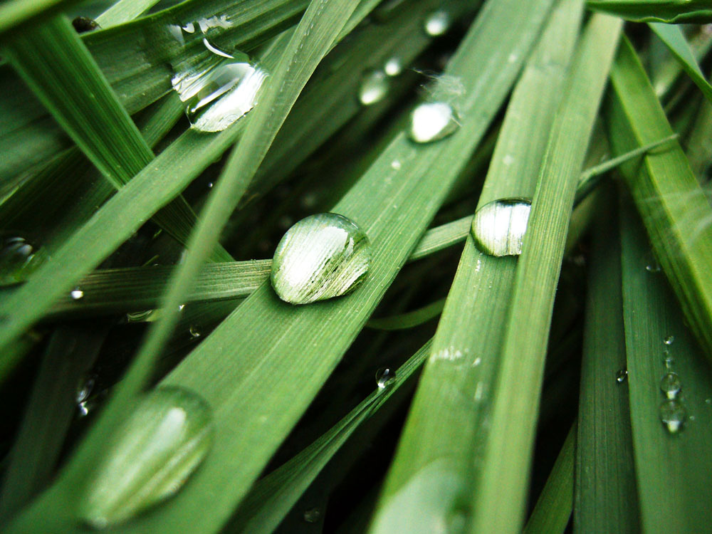 Green Pearls II