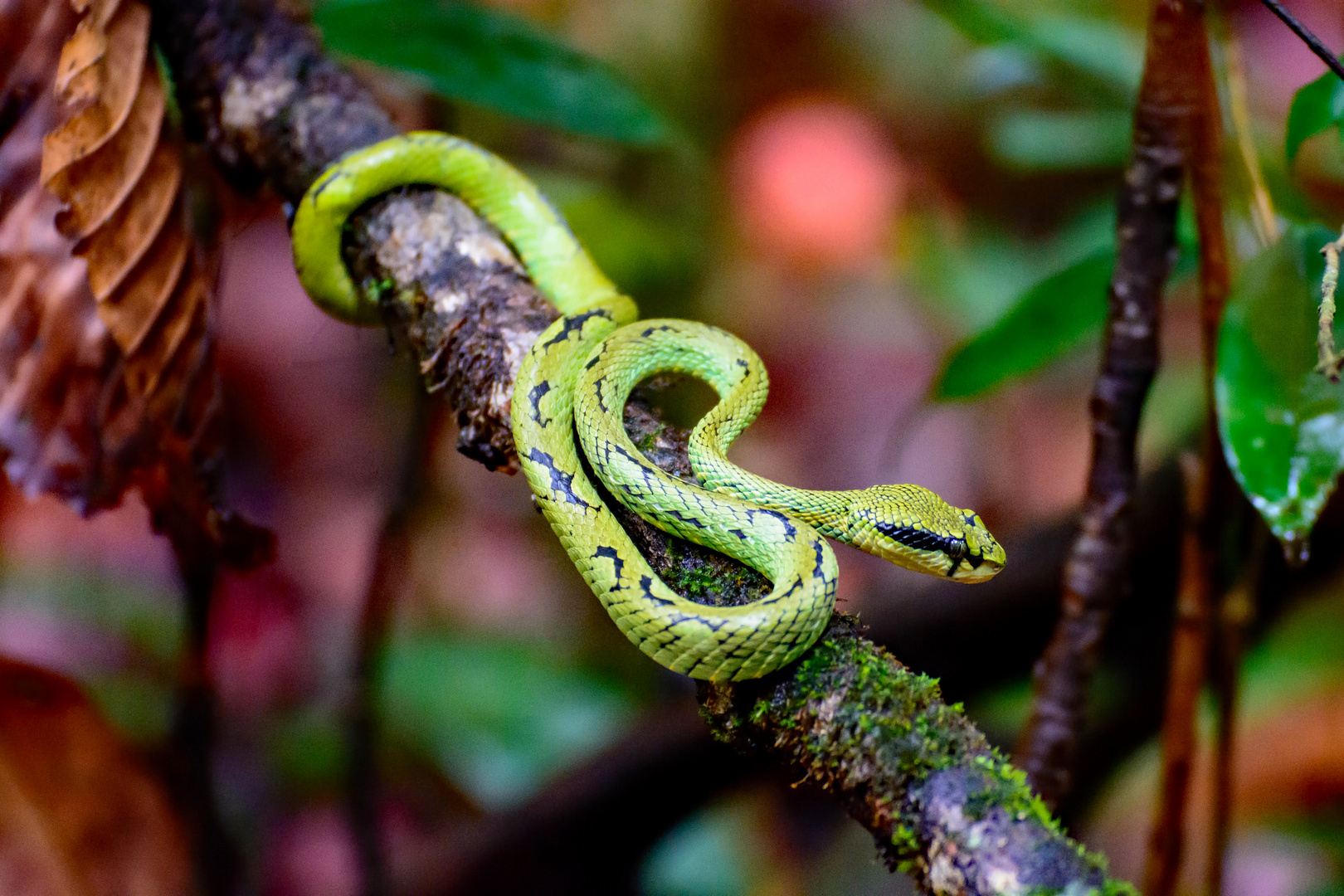 Green Pit Viper (1)