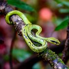 Green Pit Viper (1)