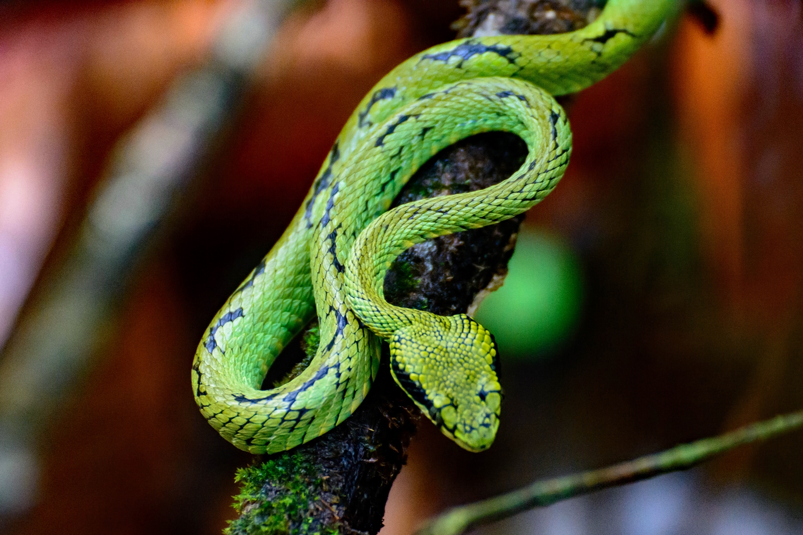 Green PitViper (2) Foto & Bild tiere, wildlife, amphibien