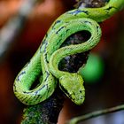 Green Pit-Viper (2)