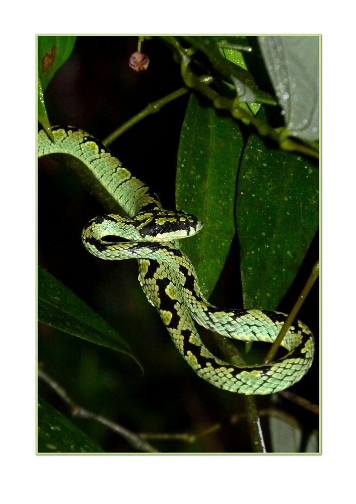 Green Pit Viper..