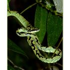 Green Pit Viper..