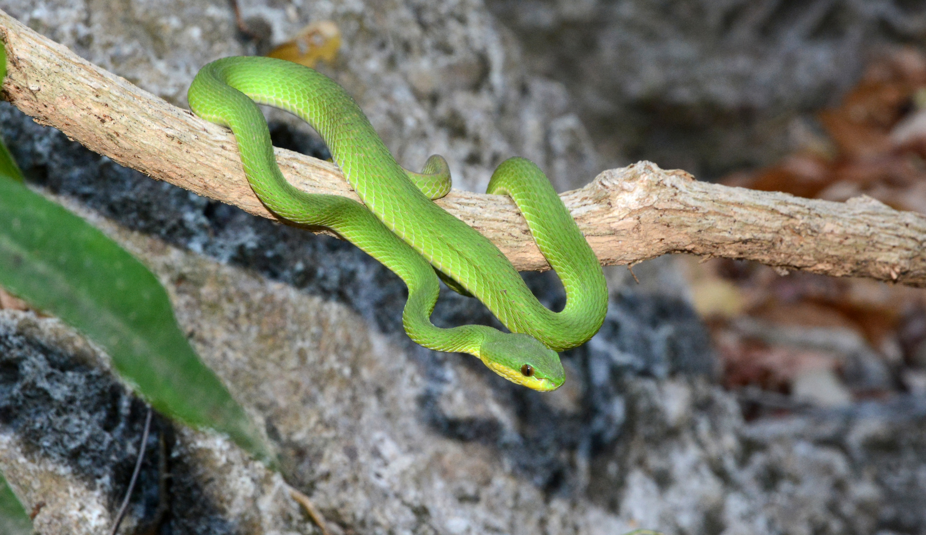 Green Pit Viper / Lombok