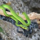 Green Pit Viper / Lombok