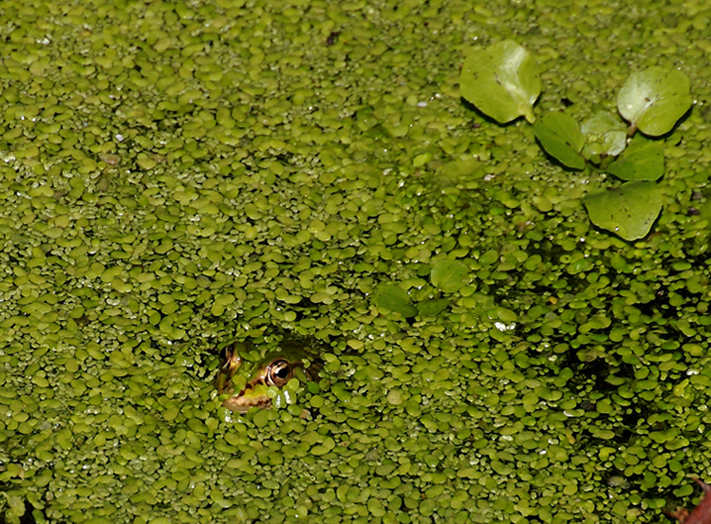 Green pool