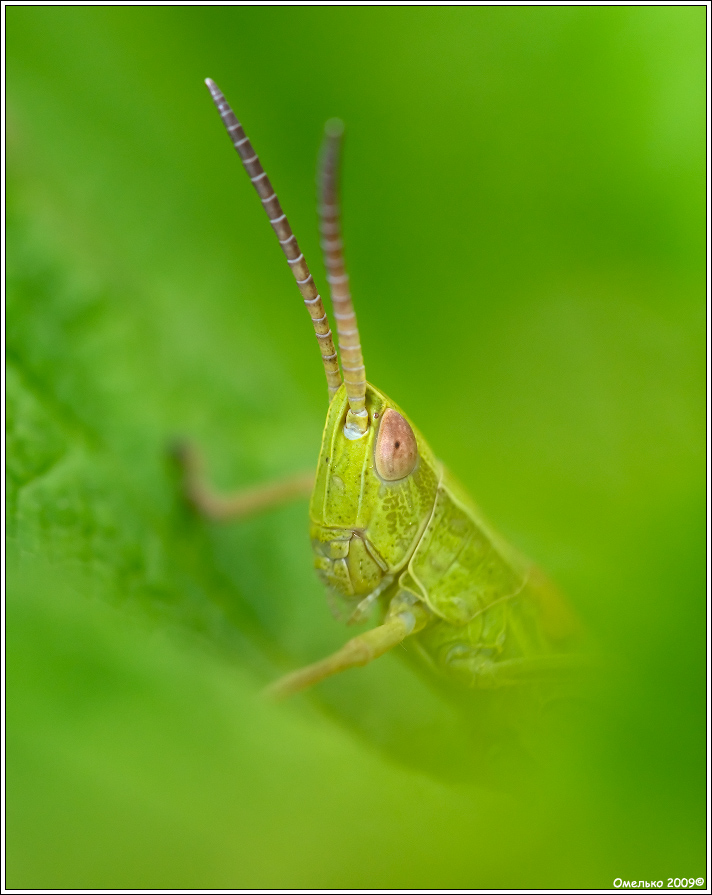 Green portrait