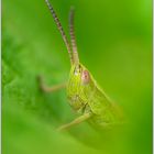 Green portrait