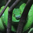 green python