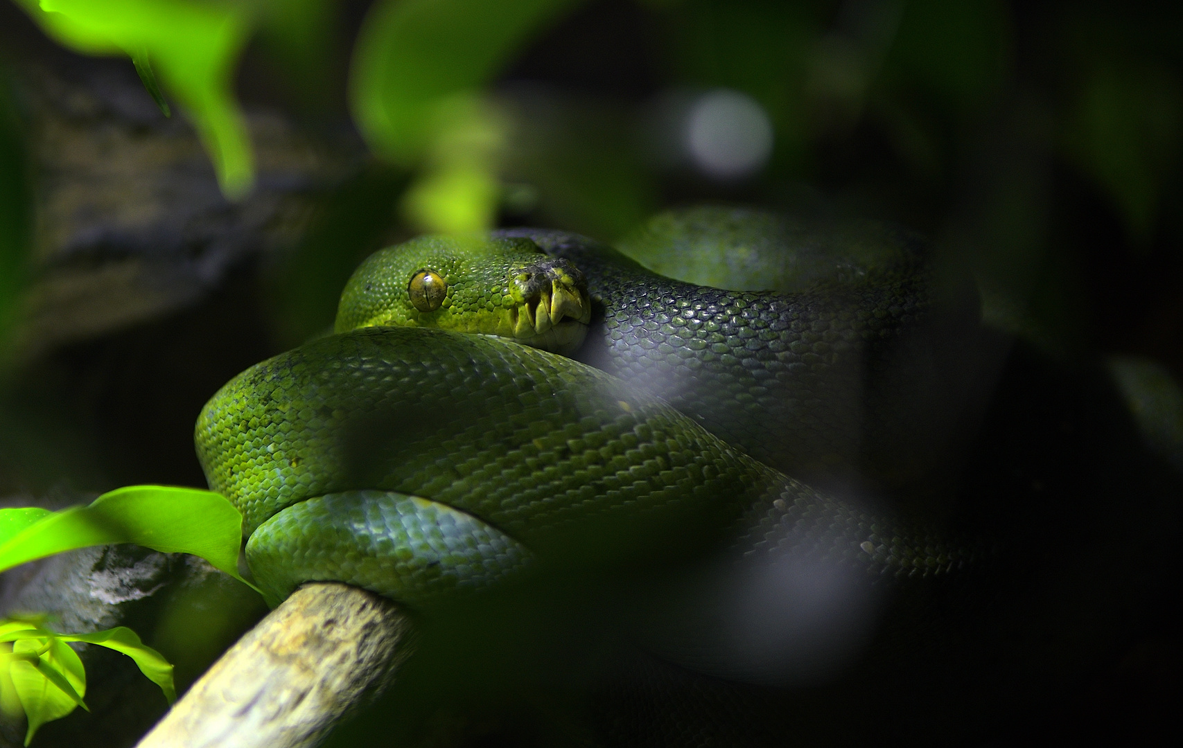 Green Python