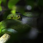 Green Python