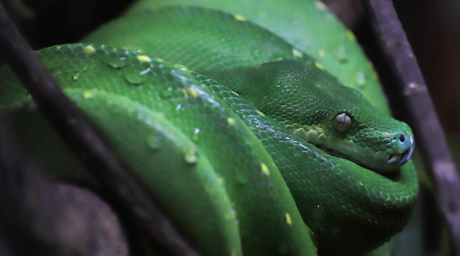 green python