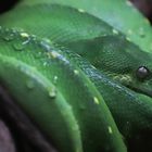 green python