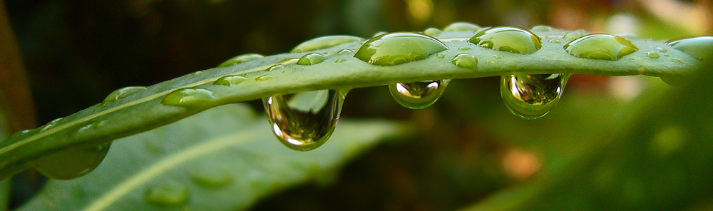 >green raindrops<