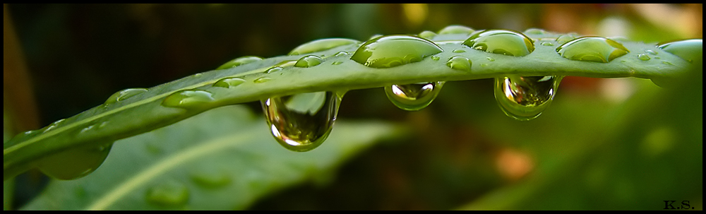 >green raindrops