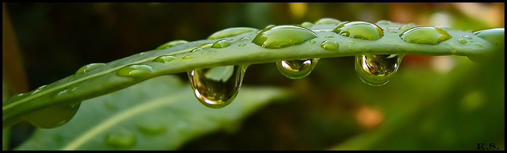 >green raindrops<