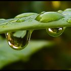 >green raindrops<