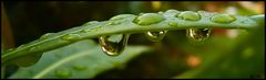 >green raindrops<