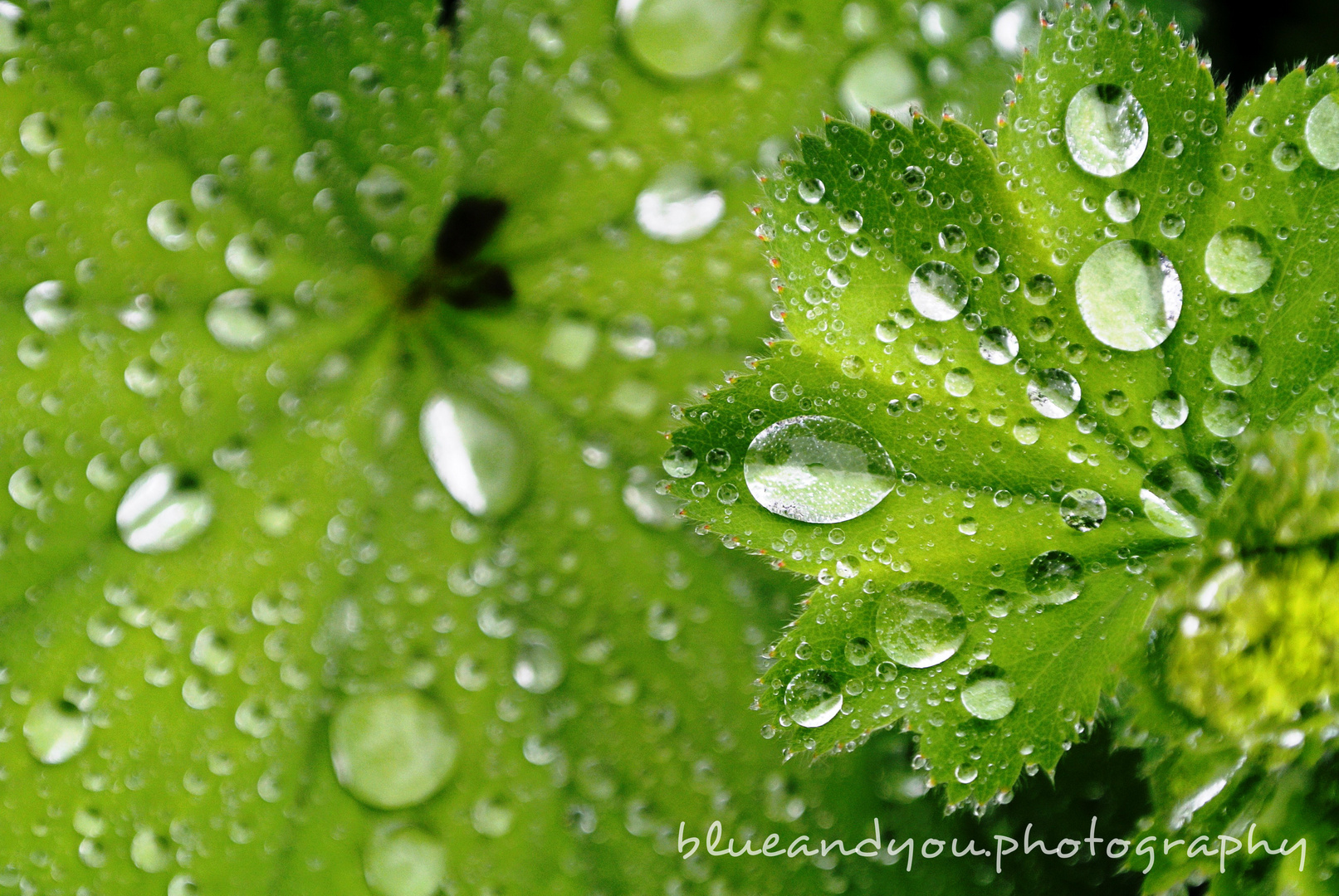 green Raindrops