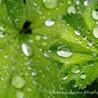 green Raindrops